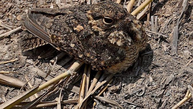Detail Gambar Burung Pemakan Serangga Nomer 12