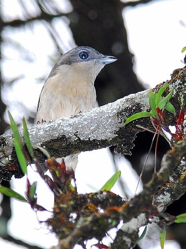 Detail Gambar Burung Pemakan Serangga Nomer 13