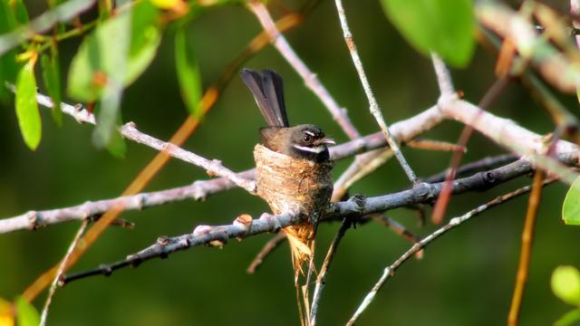 Detail Gambar Burung Pemakan Serangga Nomer 14