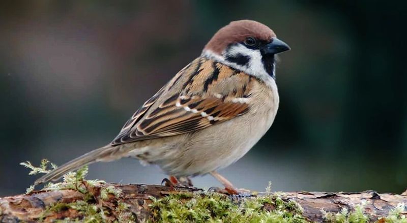 Detail Gambar Burung Pemakan Serangga Nomer 15