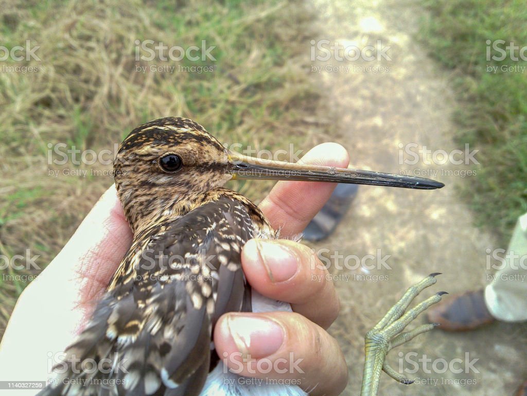 Detail Gambar Burung Pemakan Serangga Nomer 16