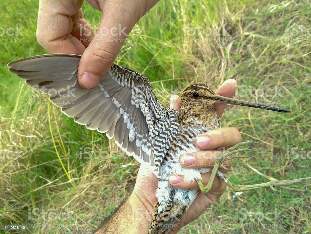 Detail Gambar Burung Pemakan Serangga Nomer 17