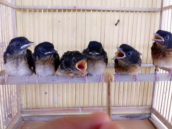 Detail Gambar Burung Pemakan Serangga Nomer 18