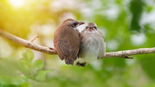 Detail Gambar Burung Pemakan Serangga Nomer 3