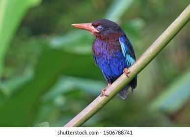Detail Gambar Burung Pemakan Serangga Nomer 20