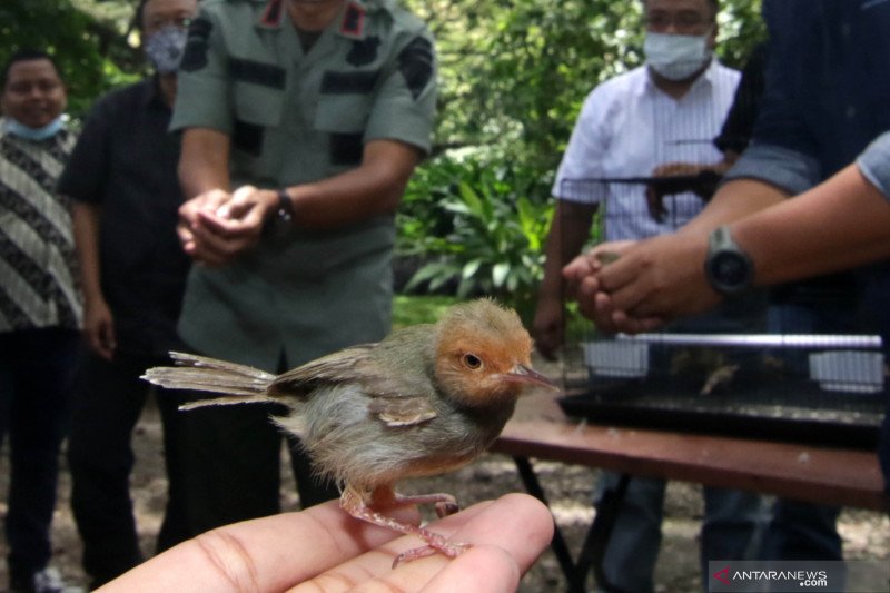 Detail Gambar Burung Pemakan Serangga Nomer 22