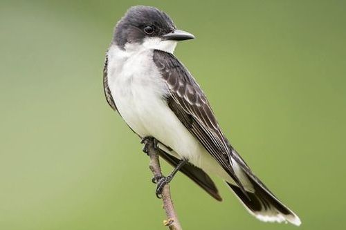 Detail Gambar Burung Pemakan Serangga Nomer 23