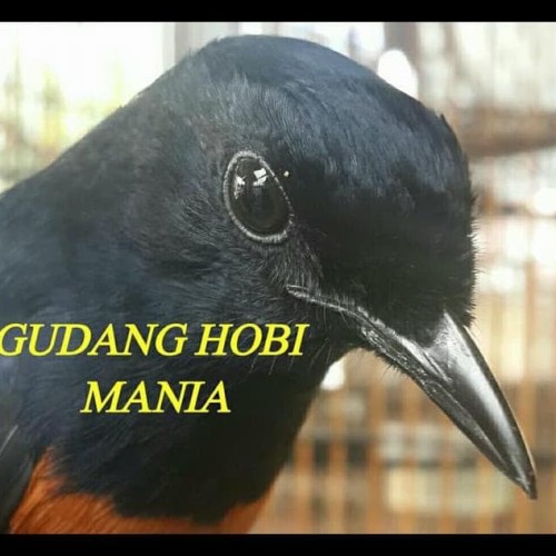 Detail Gambar Burung Pemakan Serangga Nomer 25