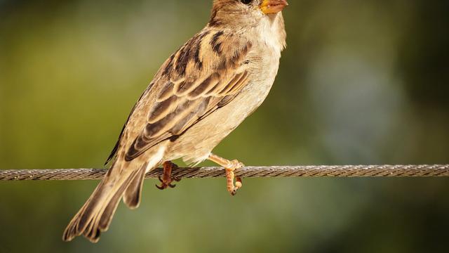 Detail Gambar Burung Pemakan Serangga Nomer 4