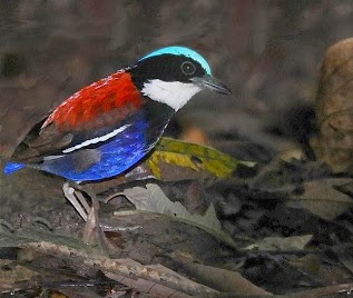 Detail Gambar Burung Pemakan Serangga Nomer 29