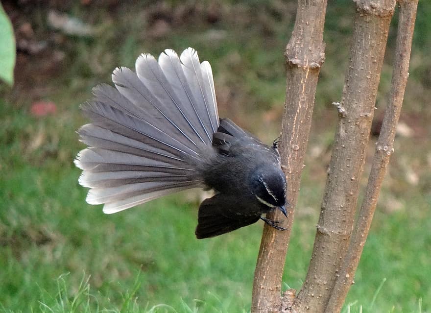 Detail Gambar Burung Pemakan Serangga Nomer 31
