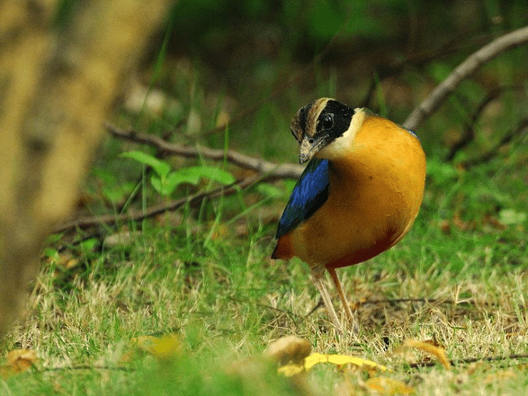 Detail Gambar Burung Pemakan Serangga Nomer 33