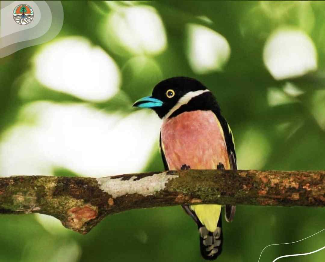 Detail Gambar Burung Pemakan Serangga Nomer 34