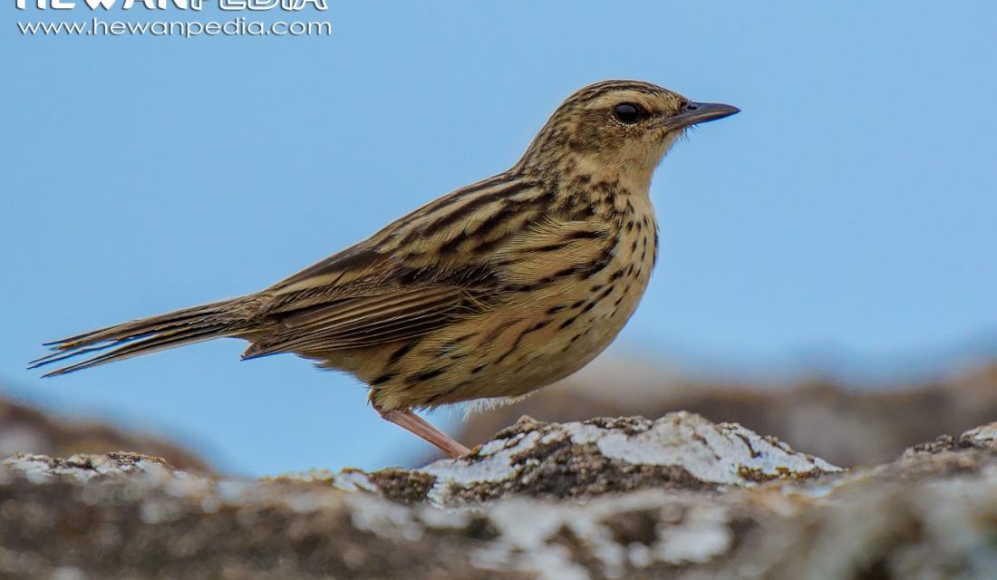 Detail Gambar Burung Pemakan Serangga Nomer 36