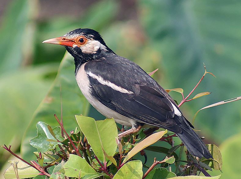 Detail Gambar Burung Pemakan Serangga Nomer 39
