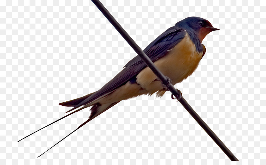 Detail Gambar Burung Pemakan Serangga Nomer 41