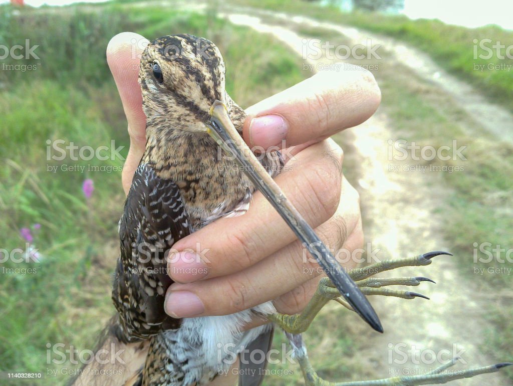 Detail Gambar Burung Pemakan Serangga Nomer 6