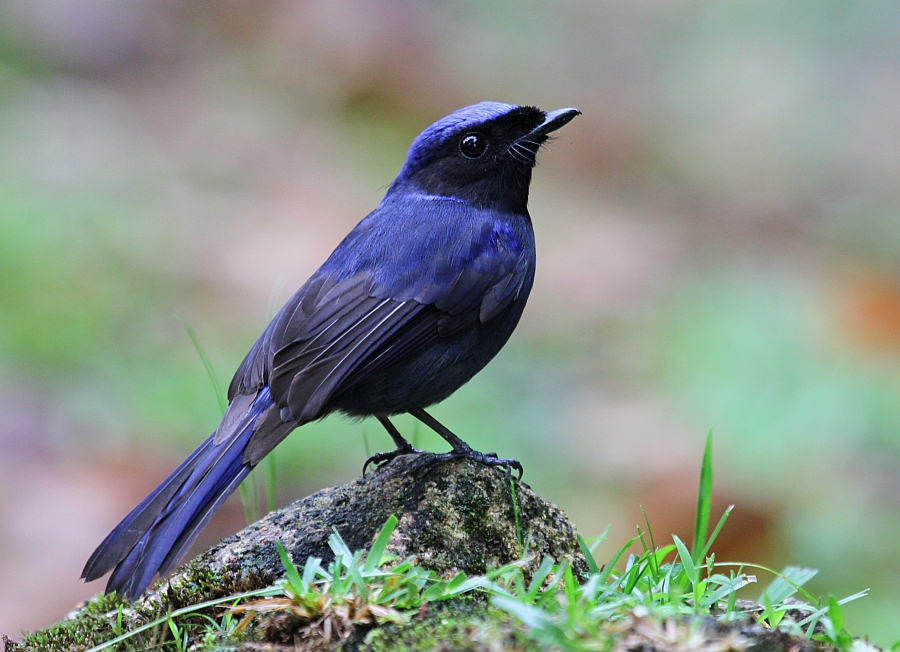 Detail Gambar Burung Pemakan Serangga Nomer 46