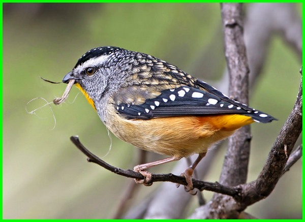 Detail Gambar Burung Pemakan Serangga Nomer 50