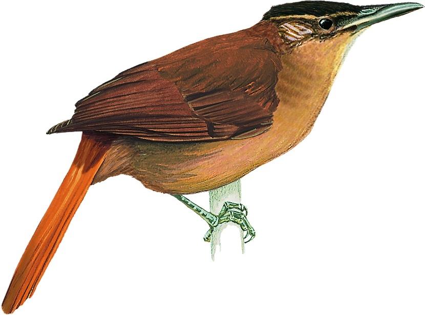 Detail Gambar Burung Pemakan Serangga Nomer 51