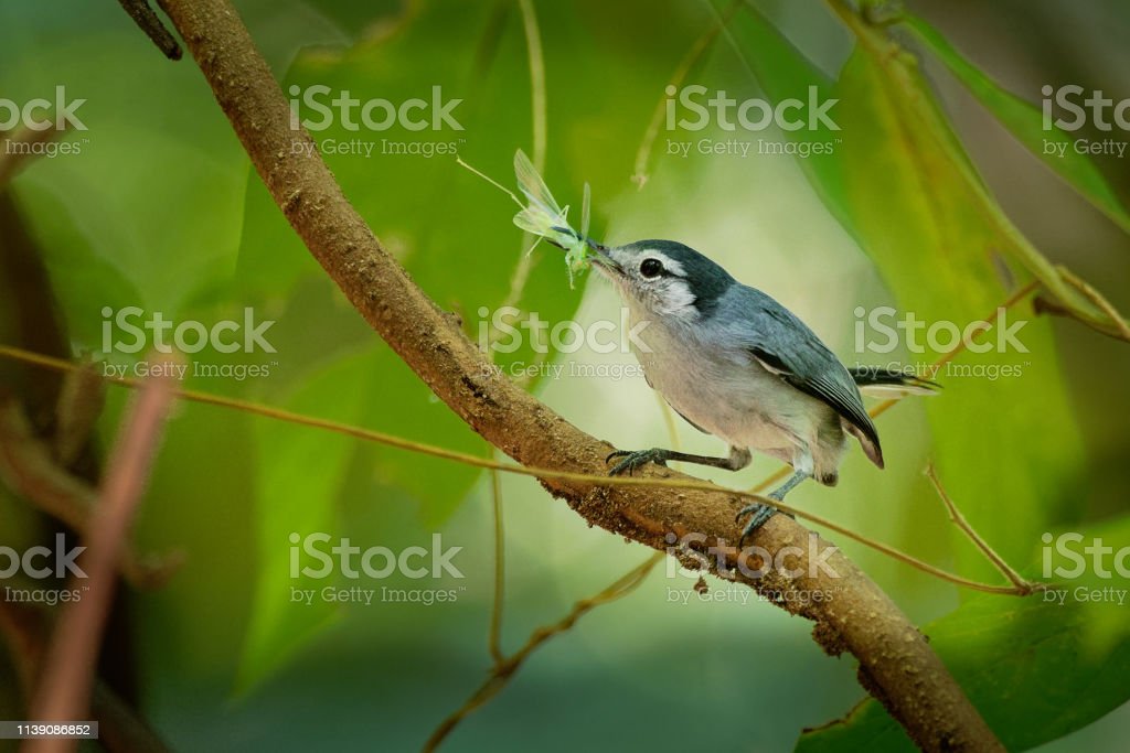 Detail Gambar Burung Pemakan Serangga Nomer 53