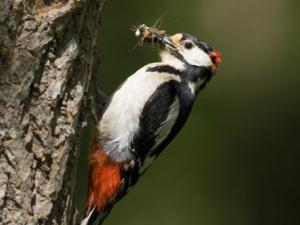 Detail Gambar Burung Pemakan Serangga Nomer 7