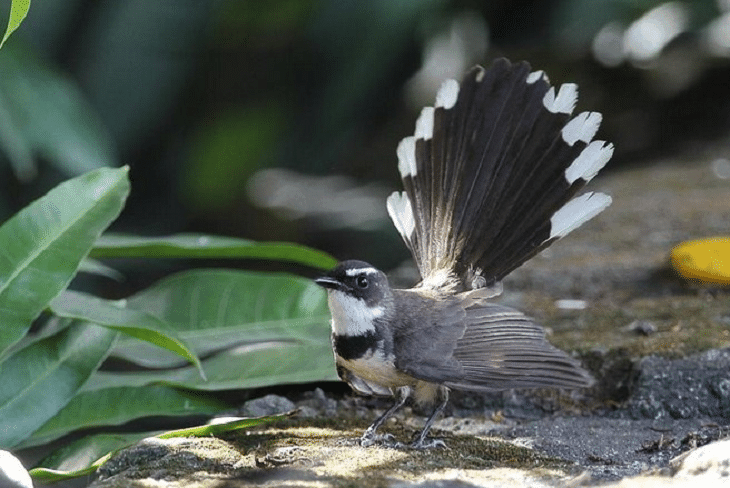 Detail Gambar Burung Pemakan Serangga Nomer 9