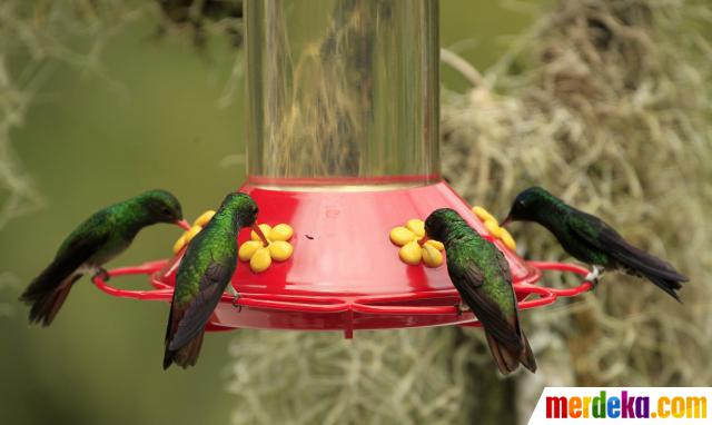 Detail Gambar Burung Penghisap Madu Nomer 15