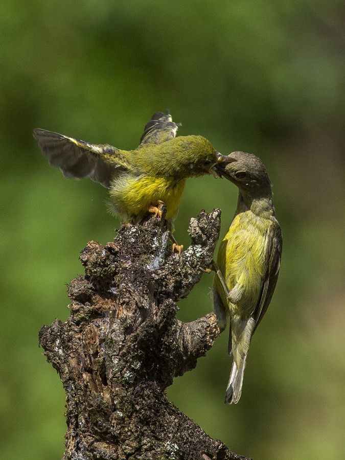 Detail Gambar Burung Penghisap Madu Nomer 19