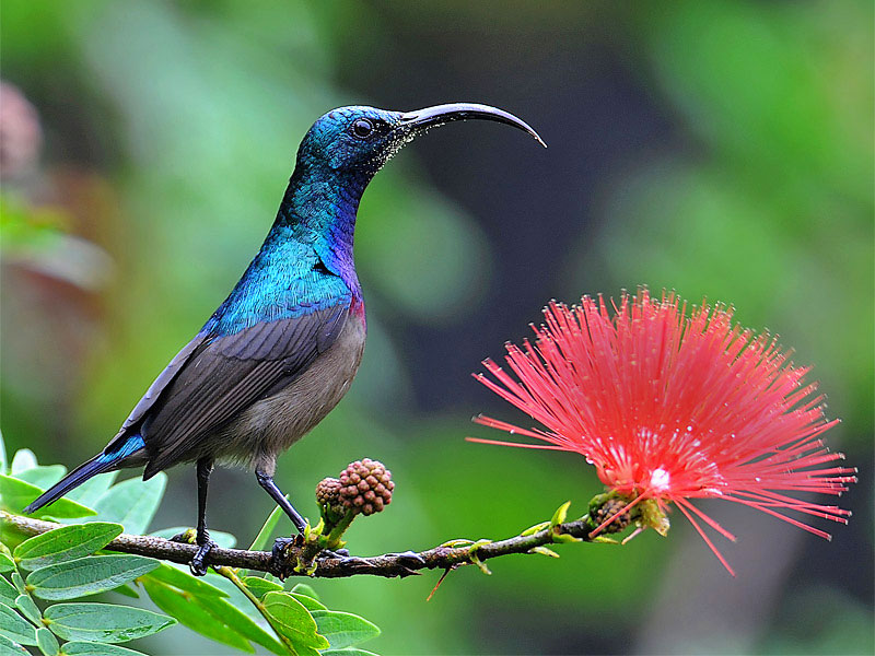 Detail Gambar Burung Penghisap Madu Nomer 34