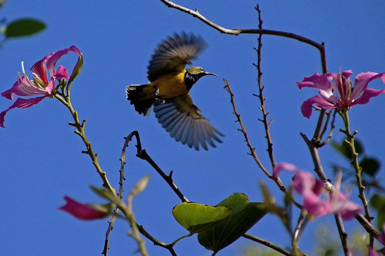 Detail Gambar Burung Penghisap Madu Nomer 46