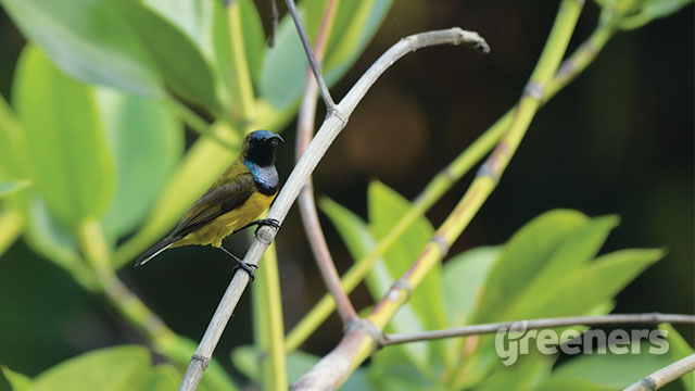 Detail Gambar Burung Penghisap Madu Nomer 52