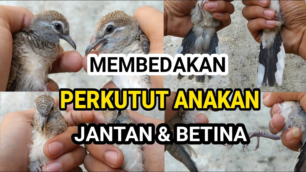 Detail Gambar Burung Perkutut Jantan Dan Betina Nomer 12