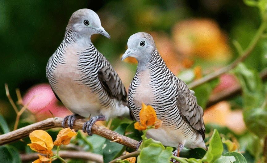 Detail Gambar Burung Perkutut Jantan Dan Betina Nomer 25