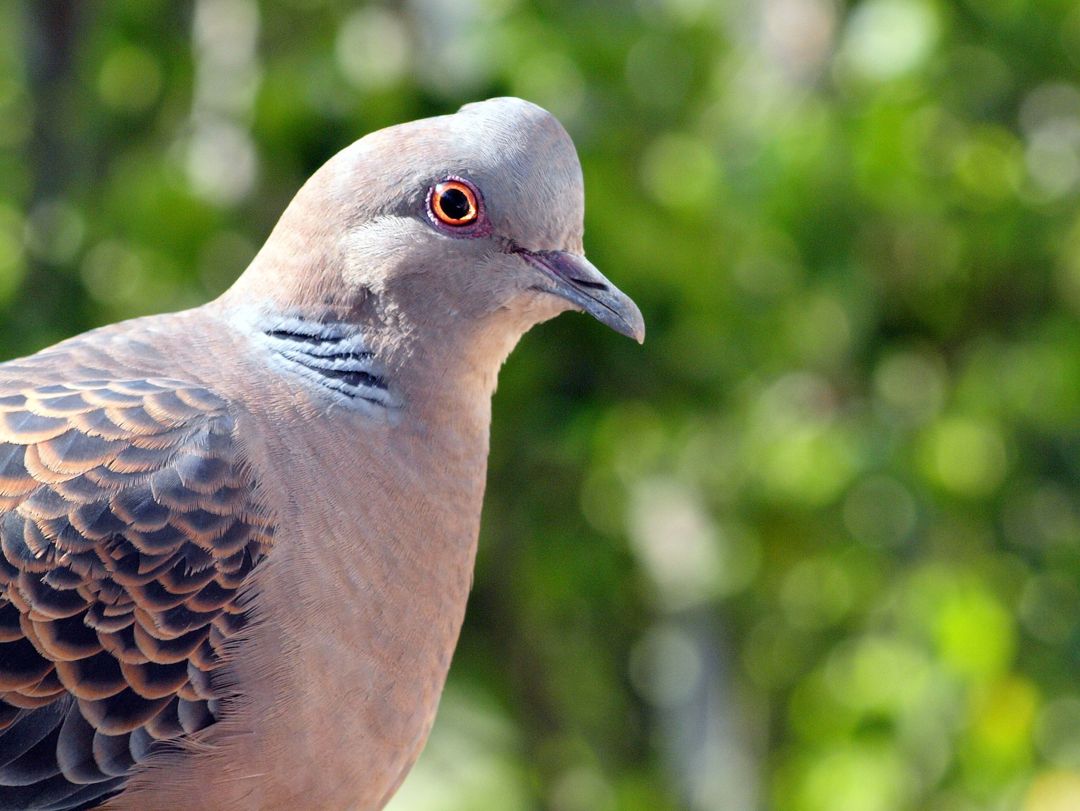 Detail Gambar Burung Perkutut Jantan Dan Betina Nomer 35