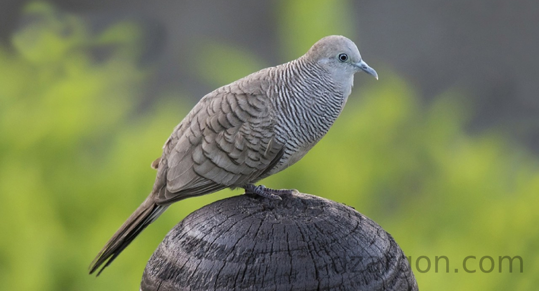 Detail Gambar Burung Perkutut Jantan Dan Betina Nomer 44