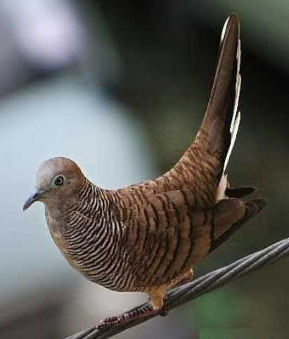 Detail Gambar Burung Perkutut Jantan Dan Betina Nomer 6