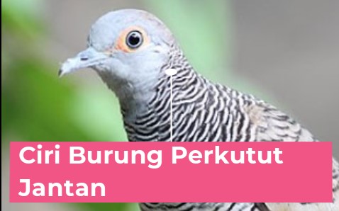 Detail Gambar Burung Perkutut Jantan Dan Betina Nomer 9