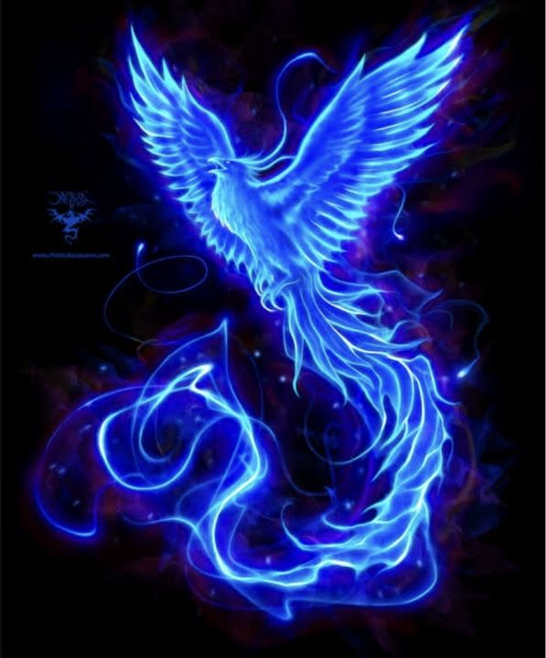 Detail Gambar Burung Phoenix Api Biru Nomer 2