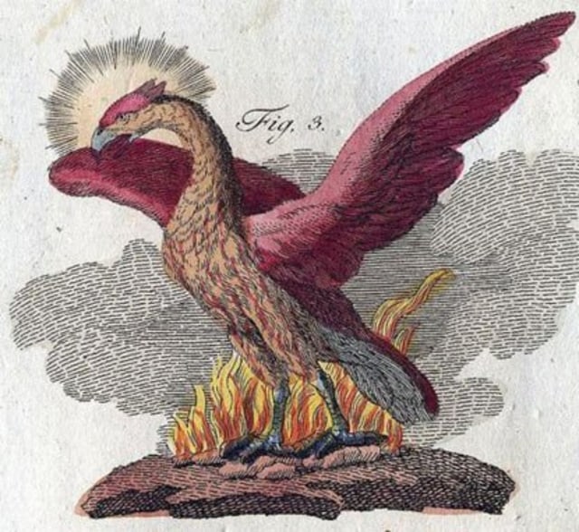 Detail Gambar Burung Phoenix Api Biru Nomer 44