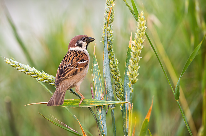 Gambar Burung Pipit - KibrisPDR