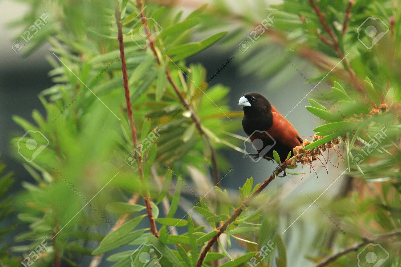 Detail Gambar Burung Pipit Nomer 20