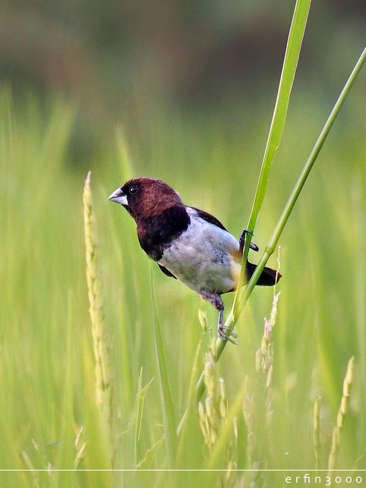 Detail Gambar Burung Pipit Nomer 6