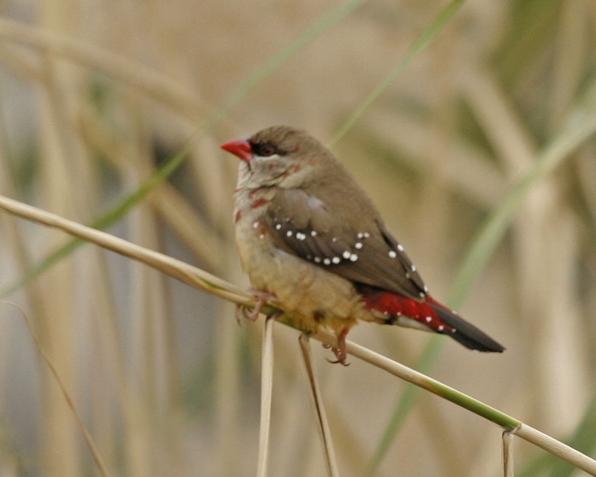 Detail Gambar Burung Pipit Nomer 8