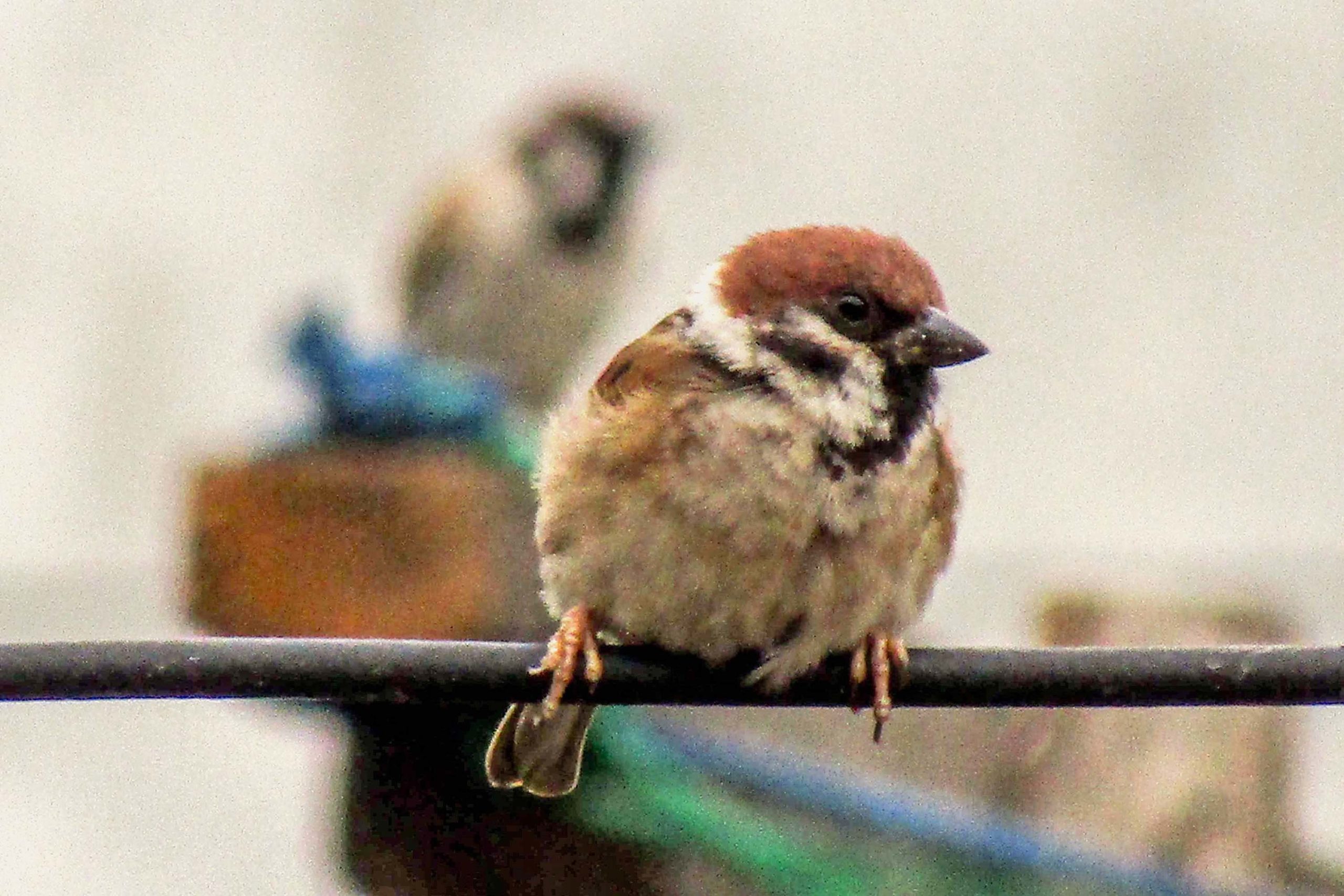 Detail Gambar Burung Pipit Musim Kemarau Nomer 16