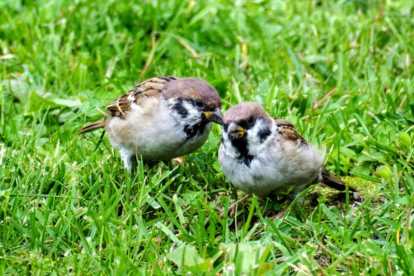 Detail Gambar Burung Pipit Musim Kemarau Nomer 17