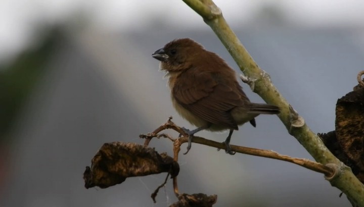 Detail Gambar Burung Pipit Musim Kemarau Nomer 21