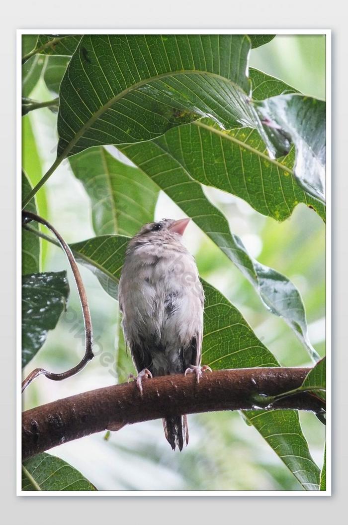 Detail Gambar Burung Pipit Musim Kemarau Nomer 24