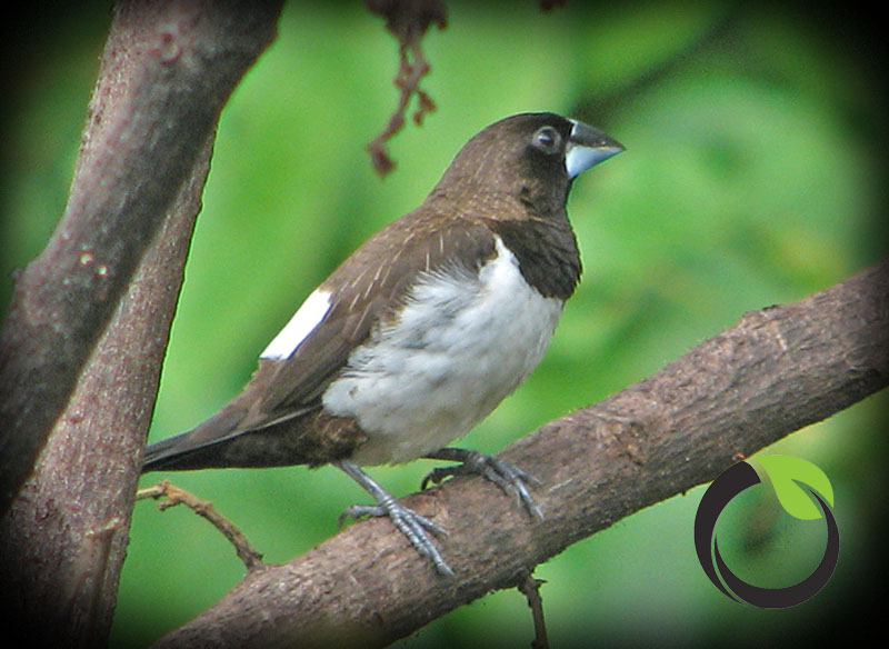 Detail Gambar Burung Pipit Musim Kemarau Nomer 27