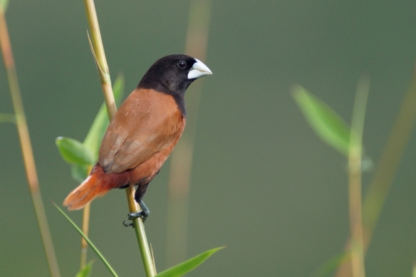 Detail Gambar Burung Pipit Musim Kemarau Nomer 32